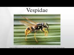 Attēlu rezultāti vaicājumam “Vespidae”