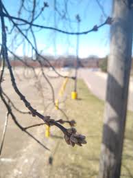 Attēlu rezultāti vaicājumam “Acer negundo bud”