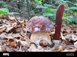 Attēlu rezultāti vaicājumam “Boletus pinophilus”