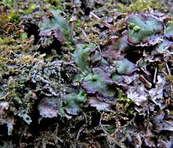 Attēlu rezultāti vaicājumam “Bilimbia tetramera”