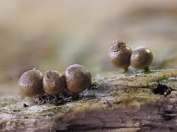 Attēlu rezultāti vaicājumam “Trichia crateriformis”