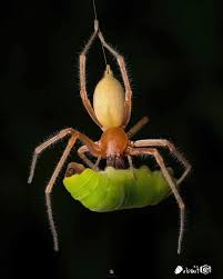 Attēlu rezultāti vaicājumam “Cheiracanthium sp.”