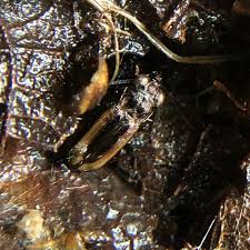 Attēlu rezultāti vaicājumam “Notiophilus biguttatus”