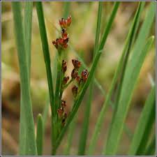 Attēlu rezultāti vaicājumam “Juncus gerardii bud”