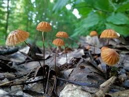 Attēlu rezultāti vaicājumam “Marasmius sp.”