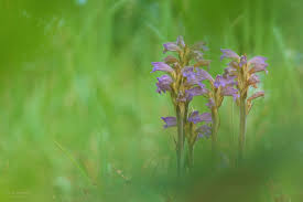 Attēlu rezultāti vaicājumam “Orobanche coerulescens”
