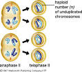 Lecture 5: Mitosis and Meiosis