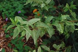 Attēlu rezultāti vaicājumam “Forsythia viridissima”
