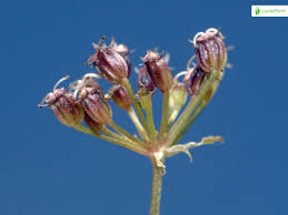 Attēlu rezultāti vaicājumam “Sium latifolium flower”
