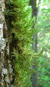 Attēlu rezultāti vaicājumam “Neckera pennata”