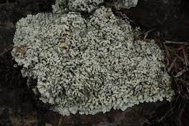 Attēlu rezultāti vaicājumam “Lecanora muralis”