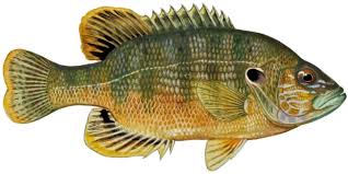 Image result for Lepomis cyanellus