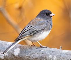 Image result for Junco hyemalis
