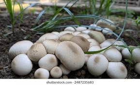 Attēlu rezultāti vaicājumam “Lycoperdon pyriforme young”