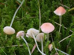 Attēlu rezultāti vaicājumam “Mycena”