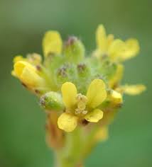 Attēlu rezultāti vaicājumam “Sisymbrium volgense”