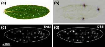 Attēlu rezultāti vaicājumam “Hypericum perforatum leaf”