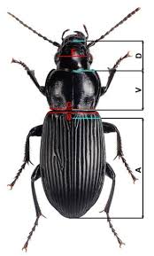 Attēlu rezultāti vaicājumam “Pterostichus melanarius”