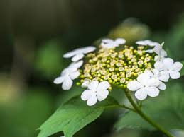 Attēlu rezultāti vaicājumam “Viburnum opulus flower”
