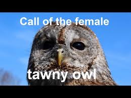 Attēlu rezultāti vaicājumam “Strix aluco female”