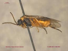 Attēlu rezultāti vaicājumam “Nematus ribesii”