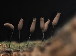 Attēlu rezultāti vaicājumam “Comatricha tenerrima”