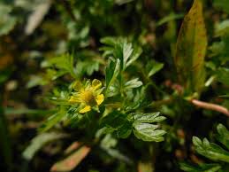 Attēlu rezultāti vaicājumam “Potentilla supina flower”