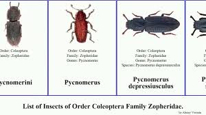 Attēlu rezultāti vaicājumam “Zopheridae”