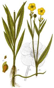 Attēlu rezultāti vaicājumam “Ranunculus lingua flower”