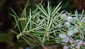 Attēlu rezultāti vaicājumam “Juniperus communis leaf”