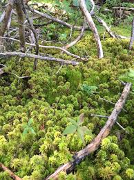 Attēlu rezultāti vaicājumam “Sphagnum wulfianum”