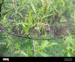 Attēlu rezultāti vaicājumam “Euura acutifoliae”