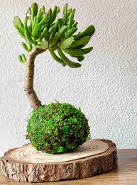 Image result for Crassula hobbit