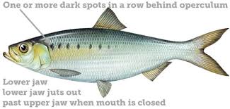 Image result for Alosa mediocris