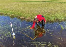 Attēlu rezultāti vaicājumam “Hamatocaulis lapponicus”