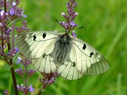 Attēlu rezultāti vaicājumam “Parnassius mnemosyne upperside”