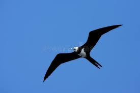 Image result for Fregata aquila