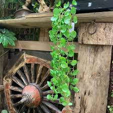 Attēlu rezultāti vaicājumam “Hydrocotyle vulgaris leaf”