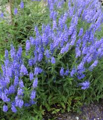 Image result for Veronica teucrium