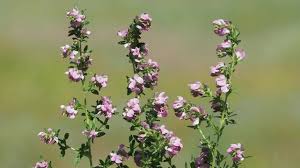 Attēlu rezultāti vaicājumam “Ononis arvensis”