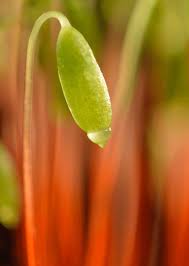 Attēlu rezultāti vaicājumam “Amblystegium serpens macro”