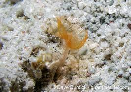 Attēlu rezultāti vaicājumam “Phronia sp.”