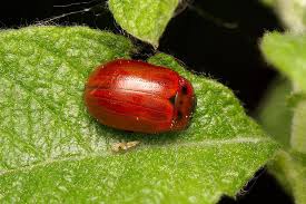 Attēlu rezultāti vaicājumam “Gonioctena viminalis”