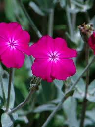 Image result for Lychnis coronaria