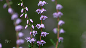 Attēlu rezultāti vaicājumam “Calluna vulgaris flower”