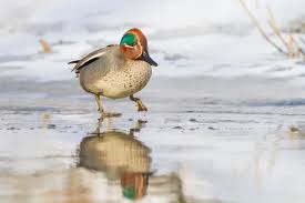 Attēlu rezultāti vaicājumam “Anas crecca male”