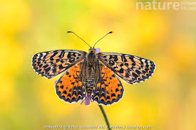Attēlu rezultāti vaicājumam “Melitaea didyma”