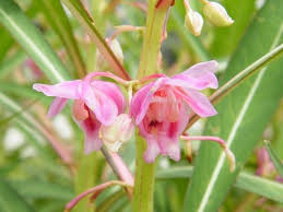 Attēlu rezultāti vaicājumam “Balsaminaceae”