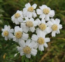 Attēlu rezultāti vaicājumam “Achillea salicifolia”