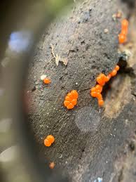 Attēlu rezultāti vaicājumam “Cribraria cancellata var. fusca spores”